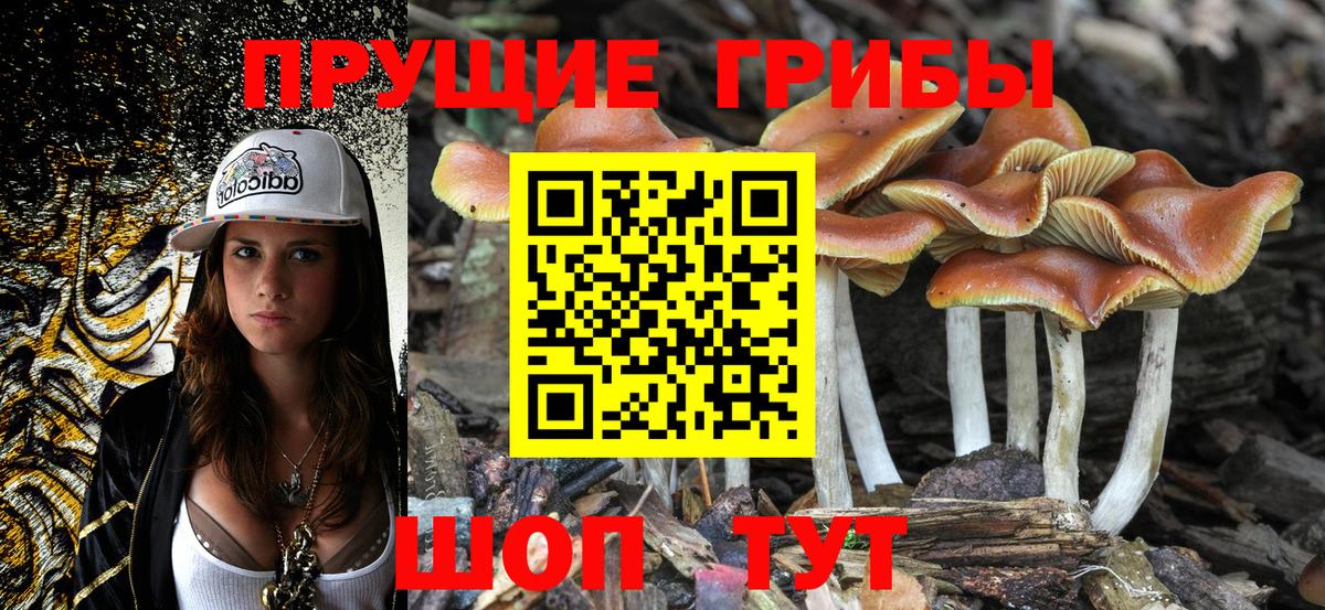 Галлюциногенные грибы GOLDEN TEACHER  где продают наркотики  Вход с VPN  Сургут  Галлюциногенные грибы Psilocybine cubensis 